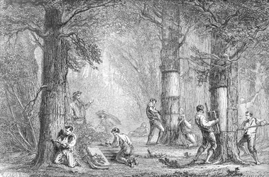 Gathering the Bark of the Cork Tree (engraved by Charles Laplante)